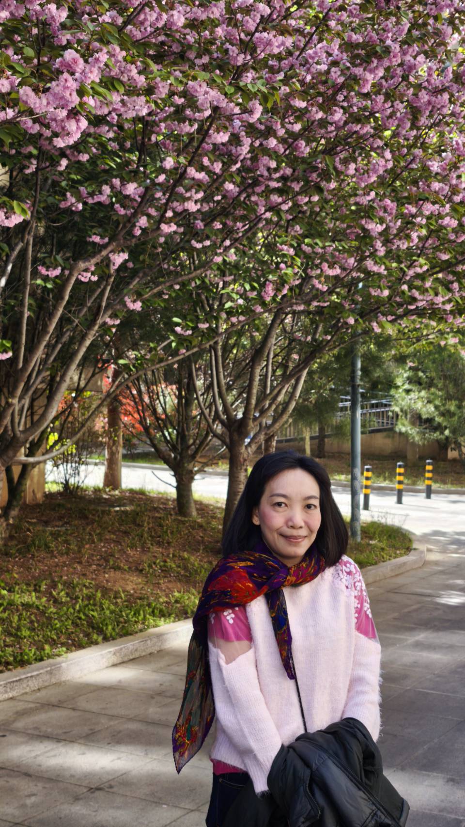 16-21 APR 26  JTTNA-SC3C จี่หนาน ชิงเต่า เยี่ยนไถ เว่ยไห่ เที่ยว 4 เมือง ซากุระ สงกรานต์ เข้าจี่หนาน