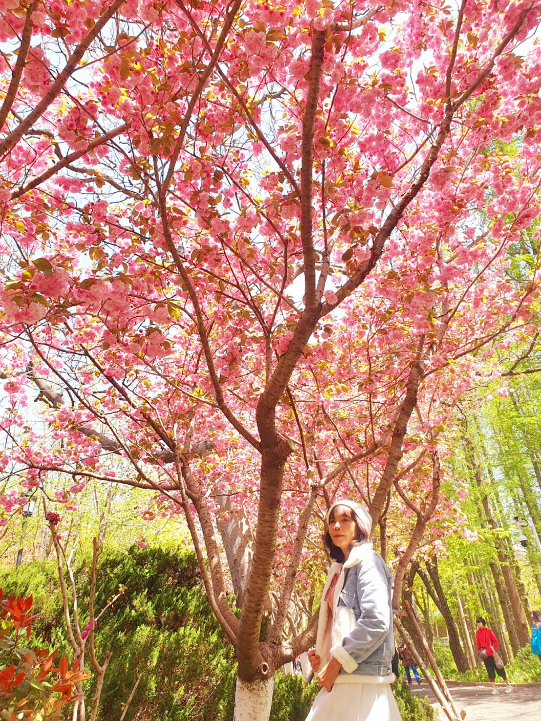 16-21 APR 26  JTTNA-SC3C จี่หนาน ชิงเต่า เยี่ยนไถ เว่ยไห่ เที่ยว 4 เมือง ซากุระ สงกรานต์ เข้าจี่หนาน